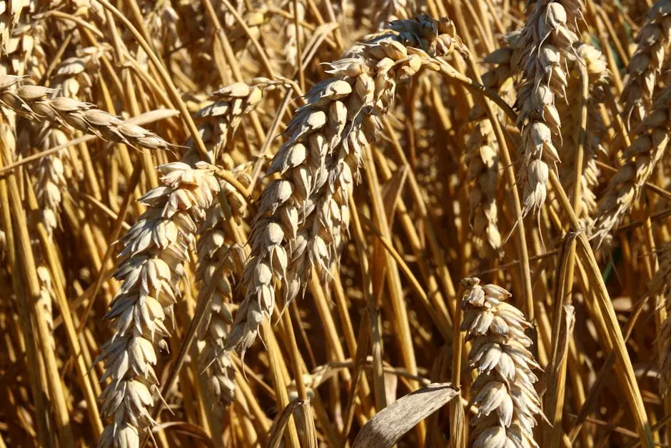 Tarwe-veld bij oogst